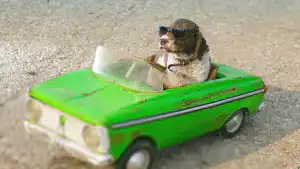 Squirrel sitting in a toy car